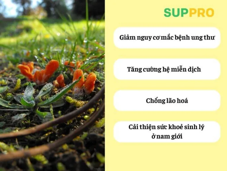 Công dụng của đông trùng hạ thảo