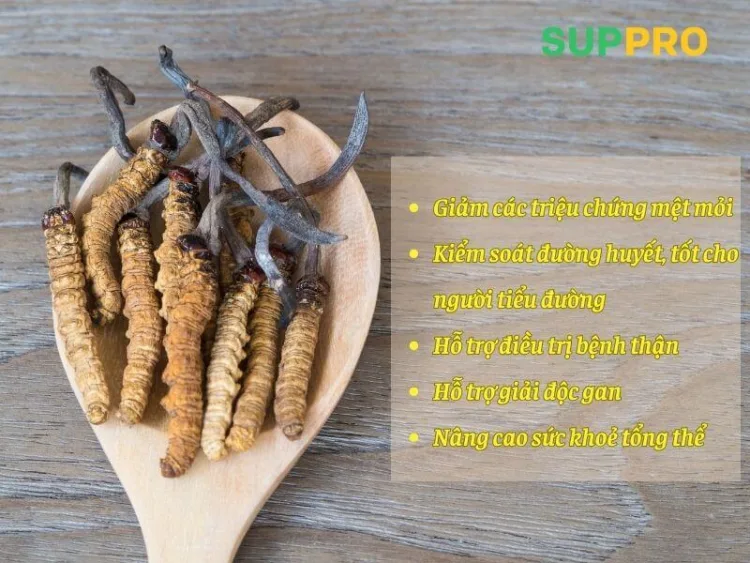 Lợi ích của đông trùng hạ thảo