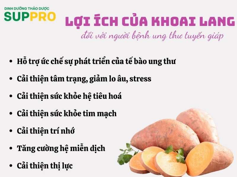 Lợi ích của khoai lang đối với người ung thư tuyến giáp